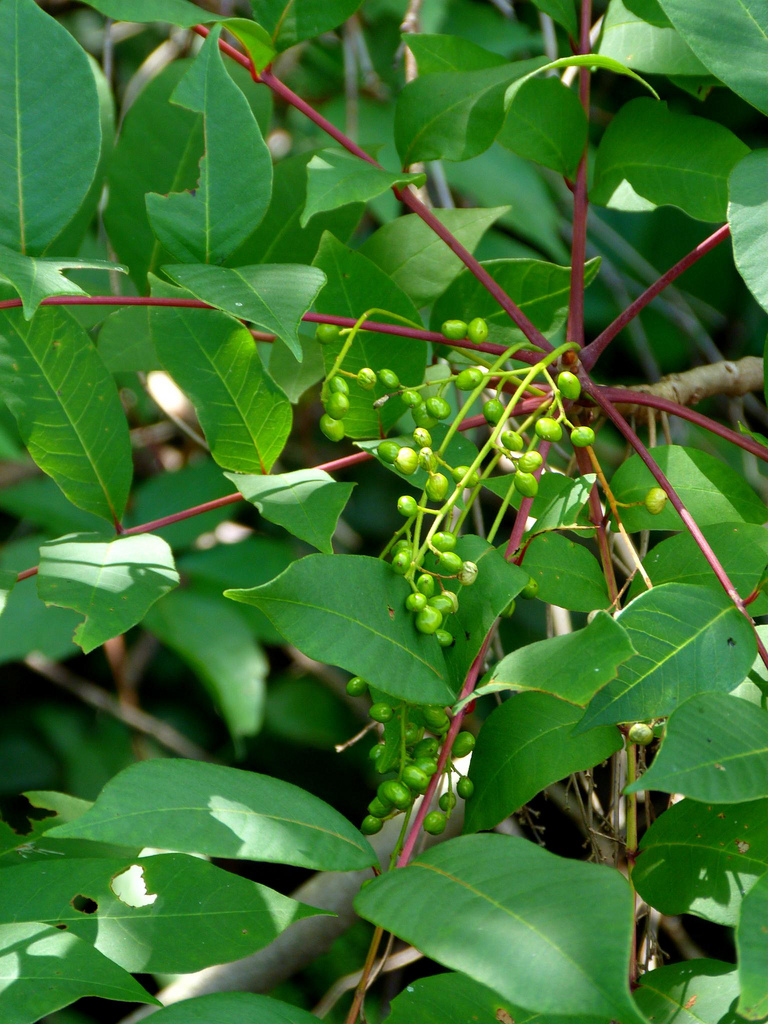 Getting Rid of Poison Ivy, Oak & Sumac • Queen Bee of Honey Dos