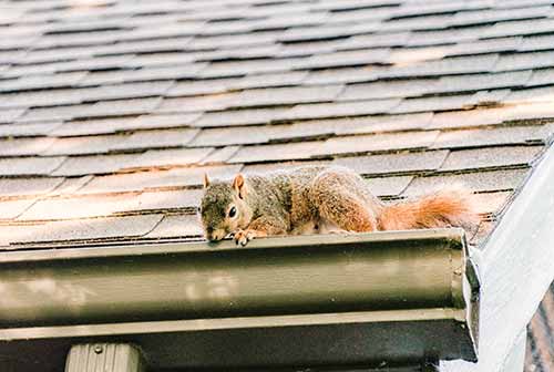 This Squirrel S Taking On The Saltine Leafguard Brand Gutters Squirrel Funny Cute Squirrel Squirrel